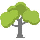 New Orleans Trees Removal