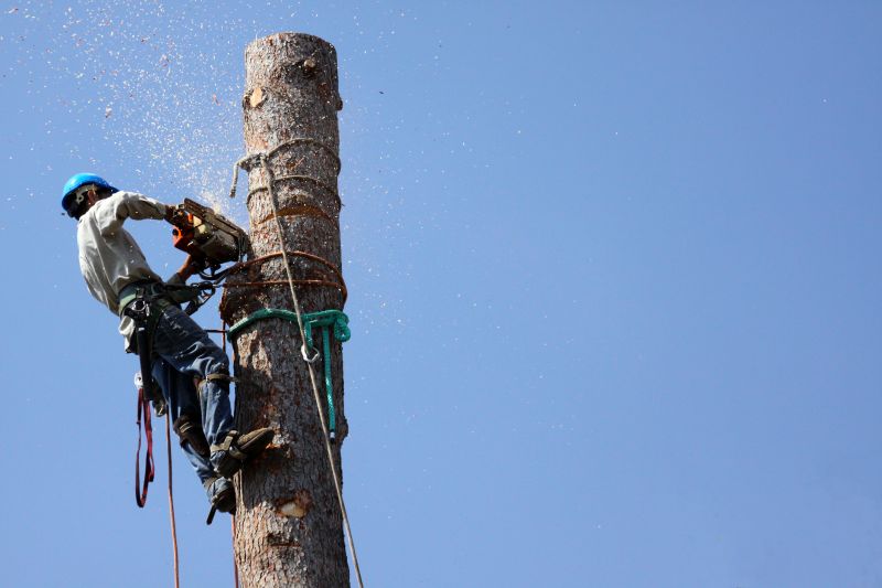 Tree Removal in a Commercial Area