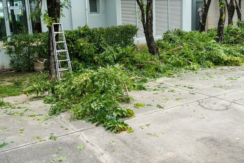 Small Tree Removal