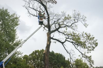 Healthy Tree Assessment
