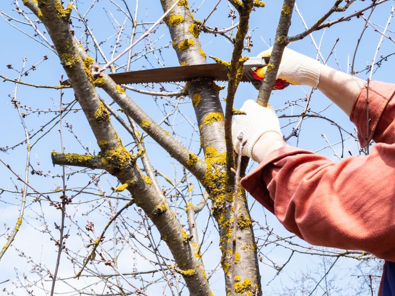 Professional Tree Services