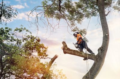 Certified Tree Care Specialists