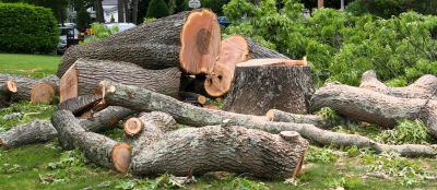 Local Tree Removal Companies