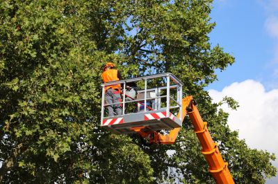 Landscaping and Tree Service Contractors
